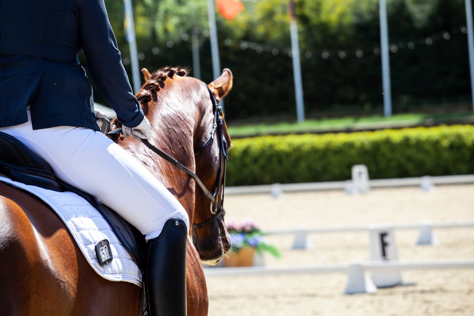 dressage-4200962_1920
