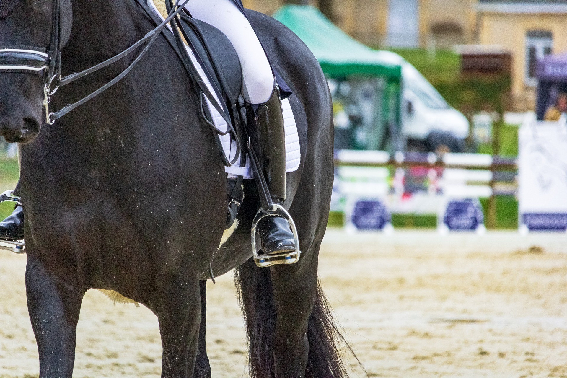 horse-4114152_1920 horse-4114152_1920